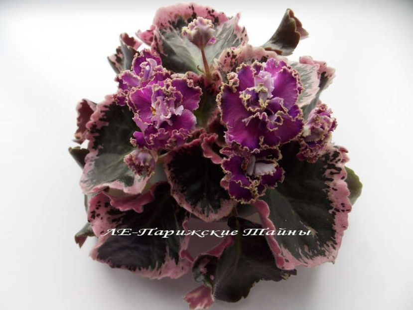 LE Pariszkije Tainy poza net - ZZ LE Pariszkije Tainy