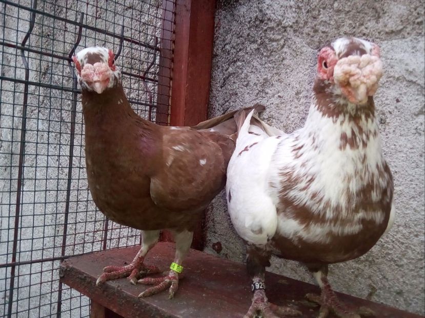 F 2017 - M 2016 - Carunculați 2018