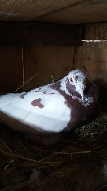  - Voiajori meulemansi matca 2018