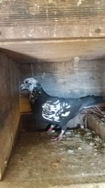  - voiajori colorati matca 2018