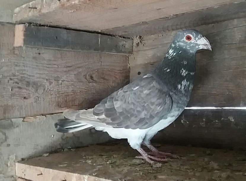 20180324_145917-1 - voiajori colorati matca 2018