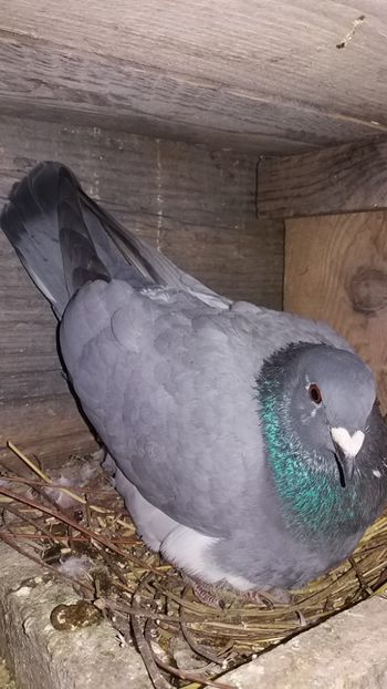  - voiajori colorati matca 2018