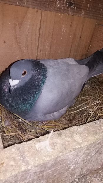  - voiajori colorati matca 2018