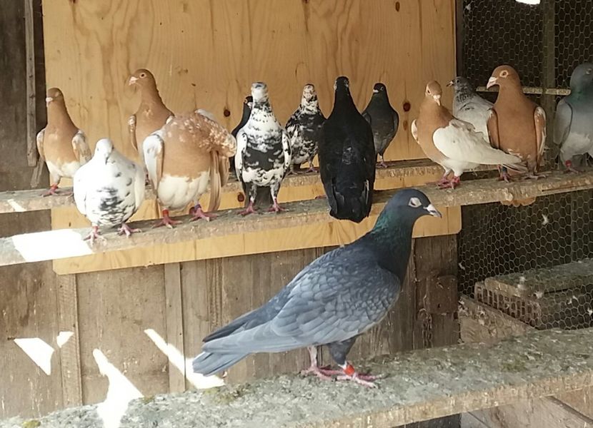 20180324_141457-1 - voiajori colorati matca 2018