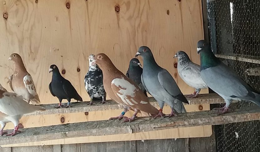 20180324_141522-1 - voiajori colorati matca 2018