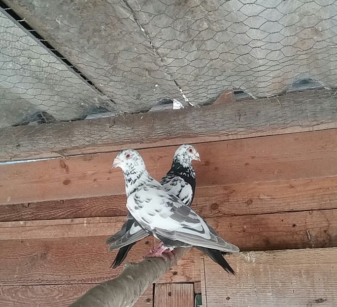 20180324_141828-1 - voiajori colorati matca 2018