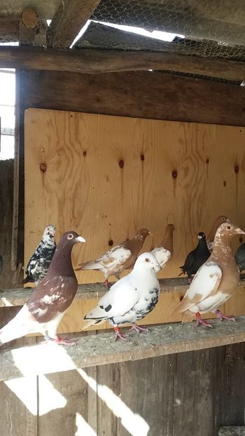  - voiajori colorati matca 2018