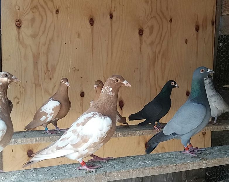 20180324_135942-1 - voiajori colorati matca 2018