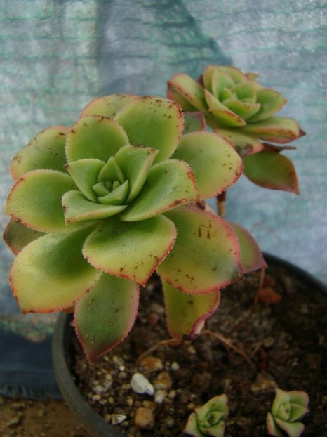  - AEONIUM