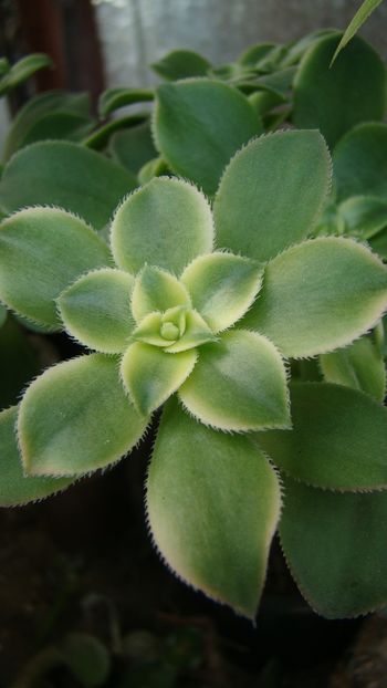  - AEONIUM