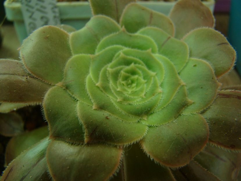  - AEONIUM