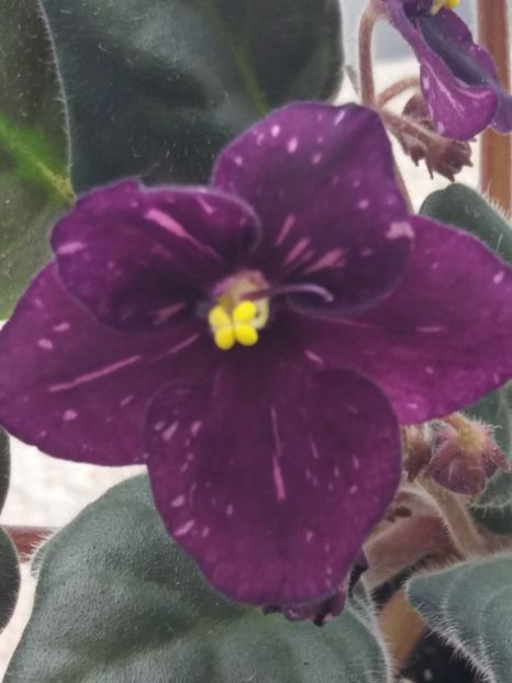 22 mar - ZZ Fisher s Leone