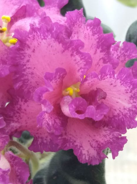 22 mar - ZZ RS Grafinya de Monsoro