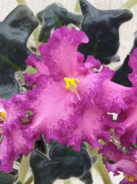 22 mar - ZZ RS Grafinya de Monsoro