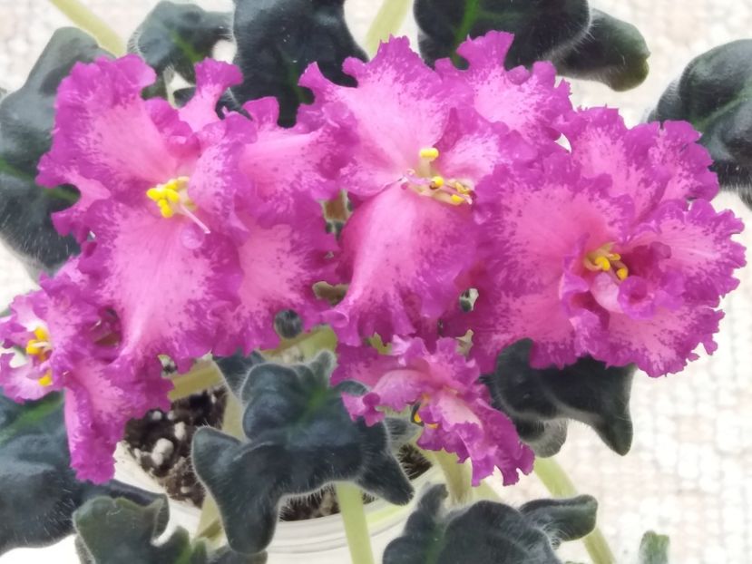 22 mar - ZZ RS Grafinya de Monsoro