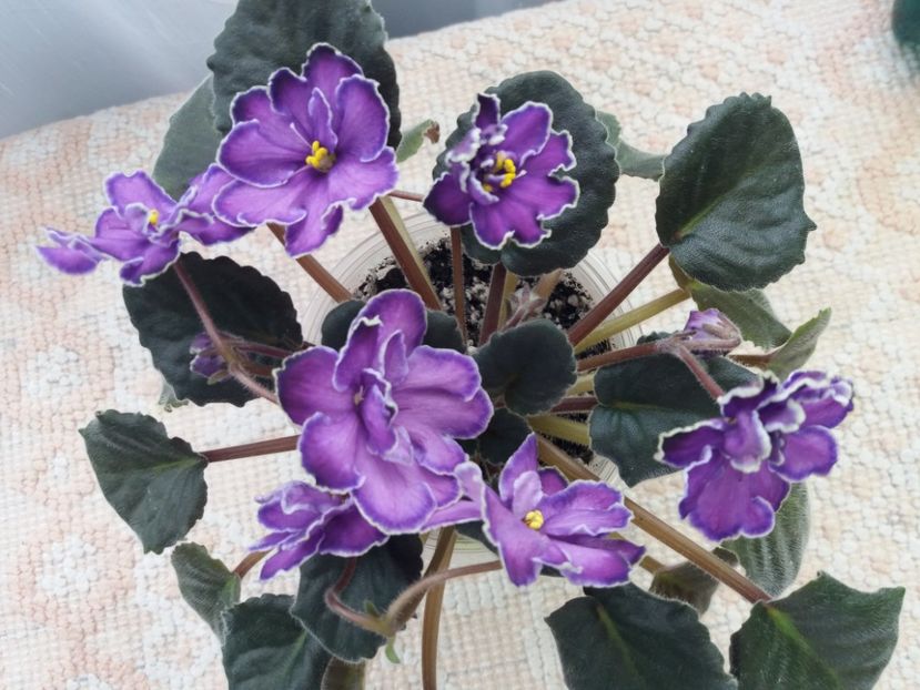 22 mar - ZZ King s Treasure