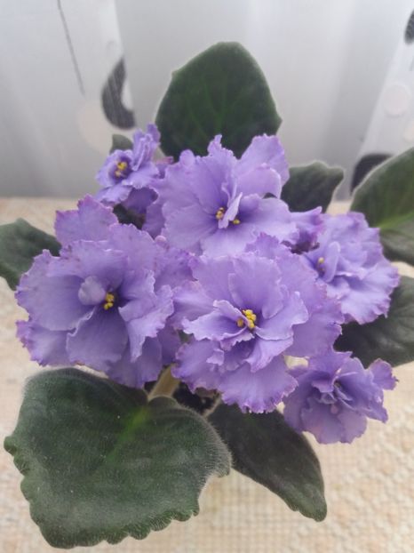 22 mar - ZZ Blue Dragon