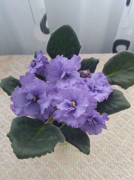 22 mar - ZZ Blue Dragon