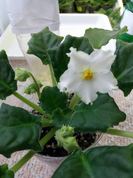 21 mar - Golden Autumn