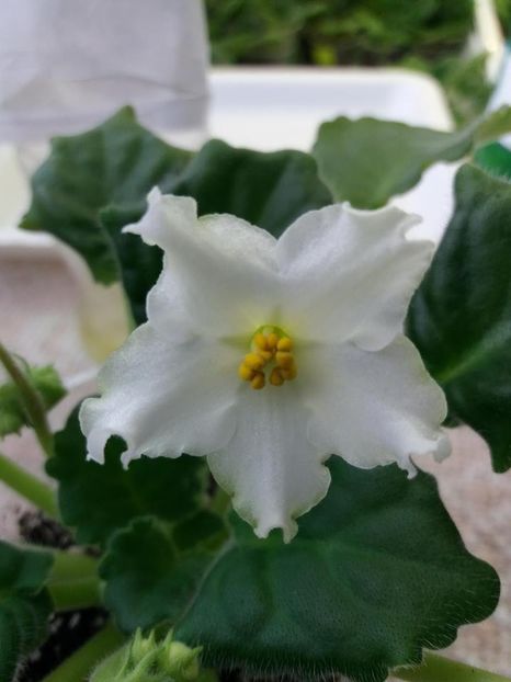 21 mar - Golden Autumn