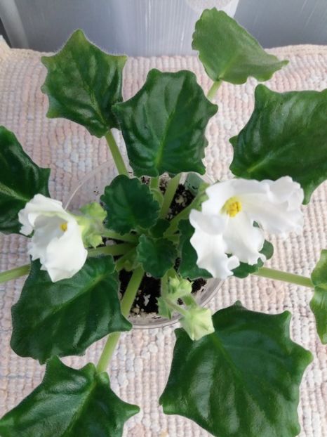 24 mar - Golden Autumn