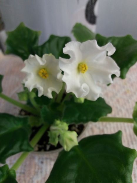 24 mar - Golden Autumn