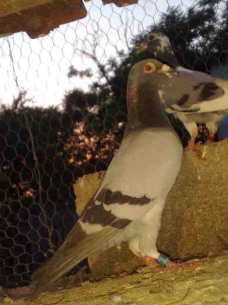 114-vandut - Vinzare 2021