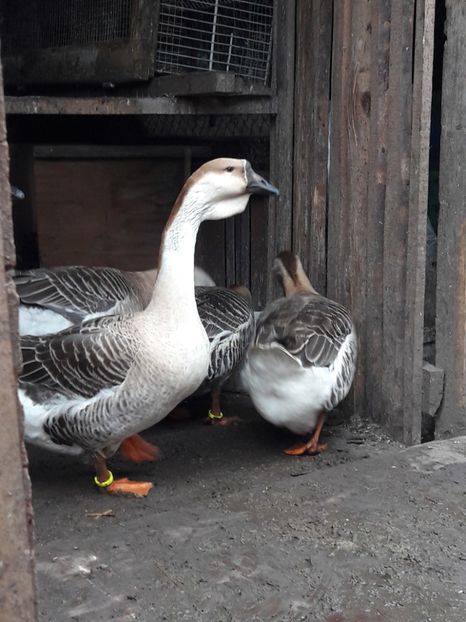  - e Gaste Africane 2018