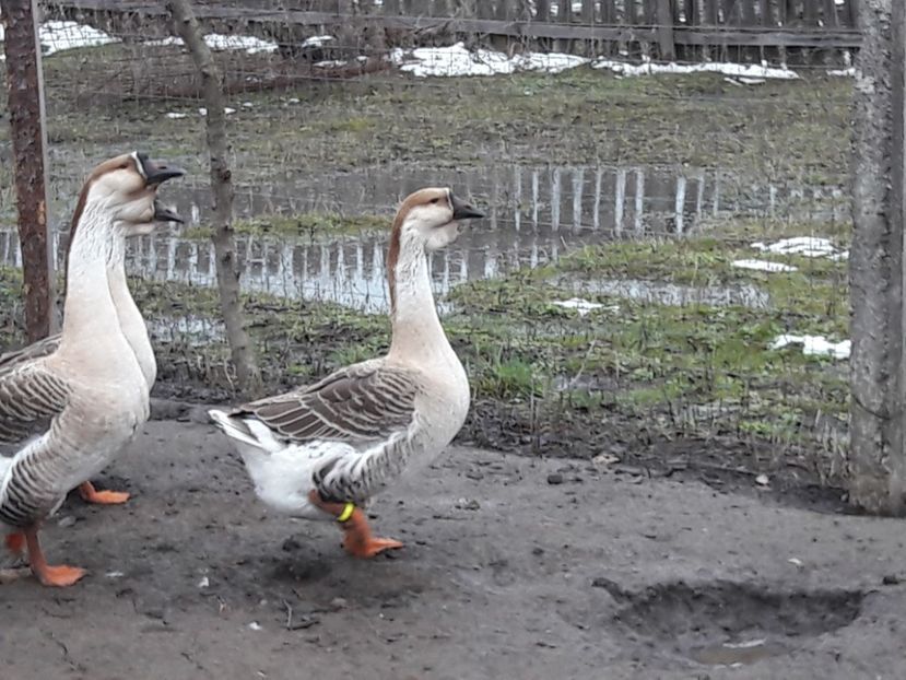  - e Gaste Africane 2018