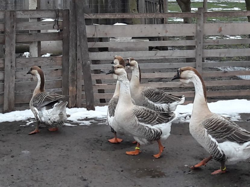  - e Gaste Africane 2018