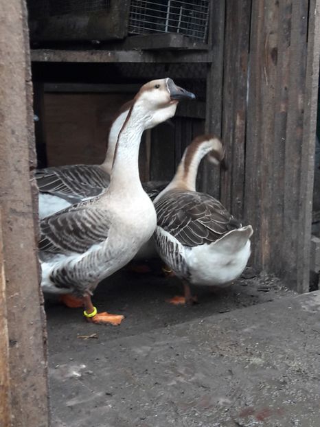  - e Gaste Africane 2018