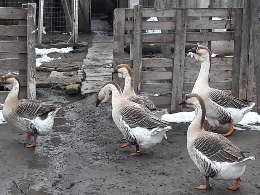  - e Gaste Africane 2018