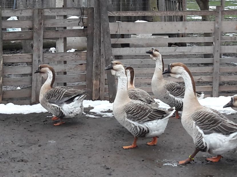  - e Gaste Africane 2018