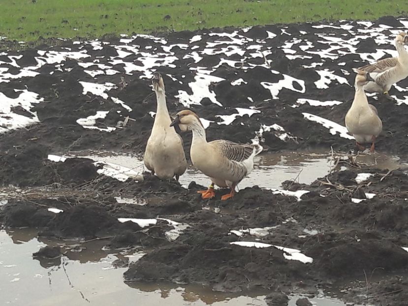  - e Gaste Africane 2018