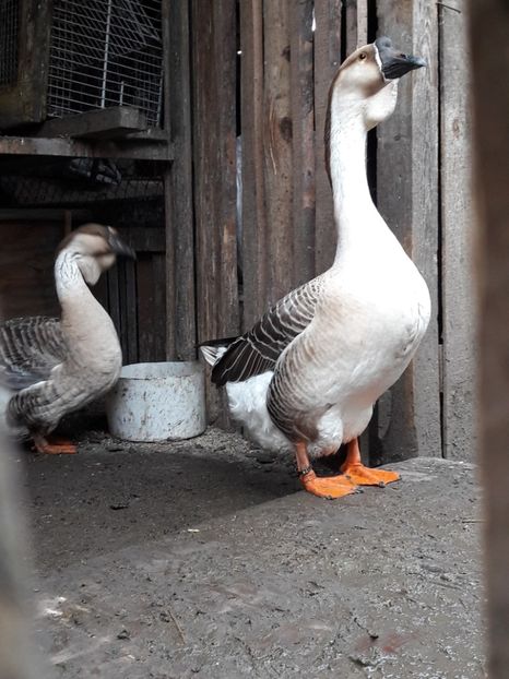  - e Gaste Africane 2018