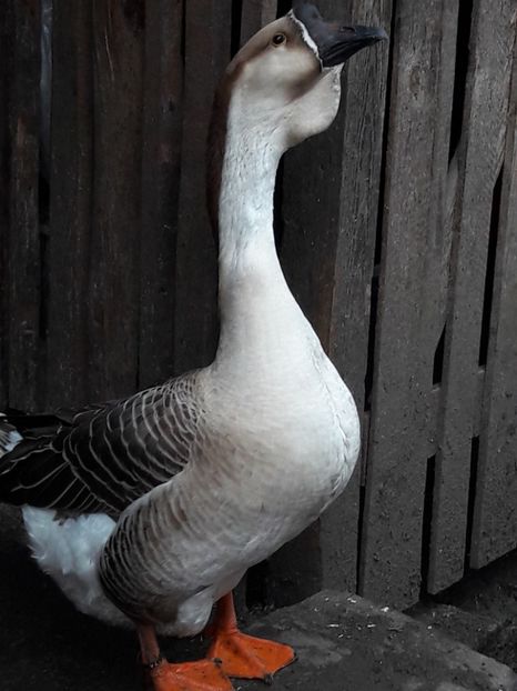  - e Gaste Africane 2018