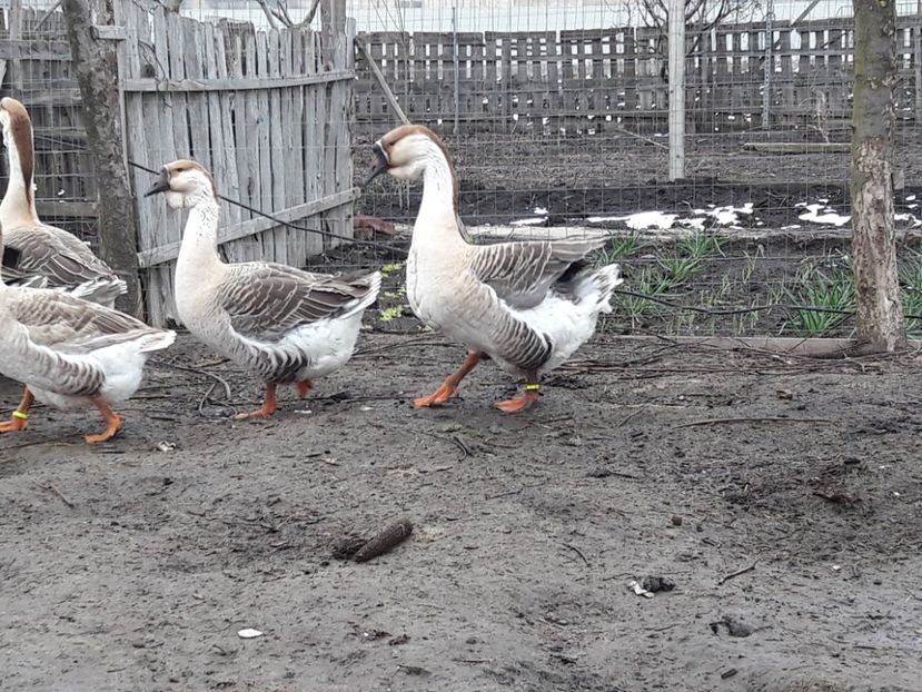  - e Gaste Africane 2018