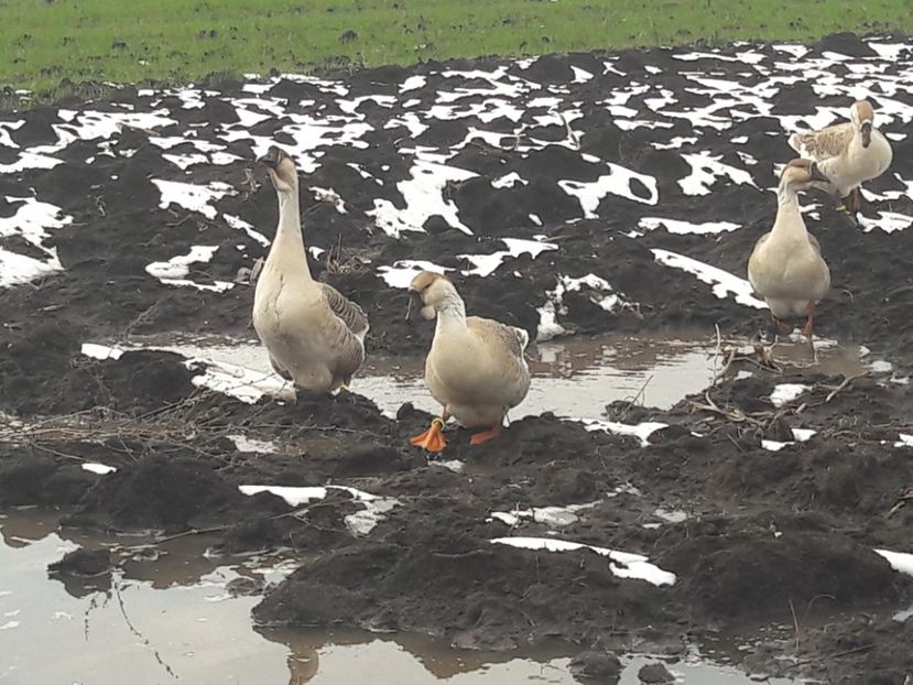  - e Gaste Africane 2018