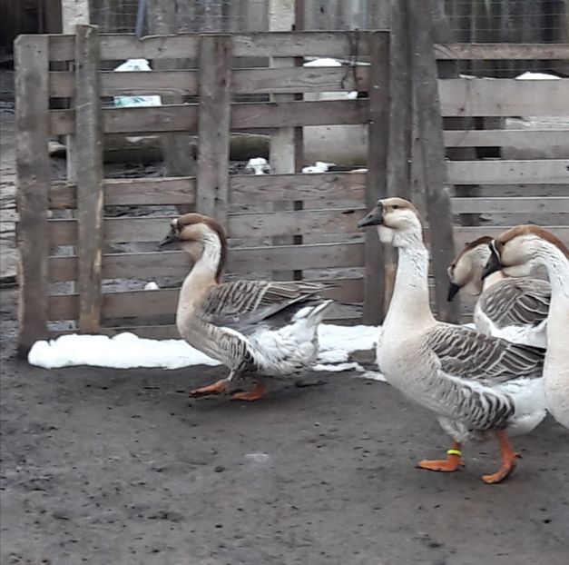  - e Gaste Africane 2018