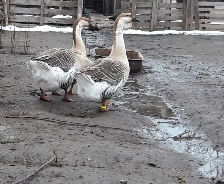  - e Gaste Africane 2018