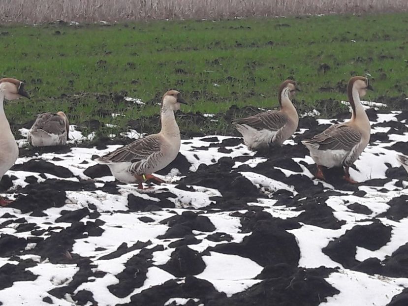  - e Gaste Africane 2018