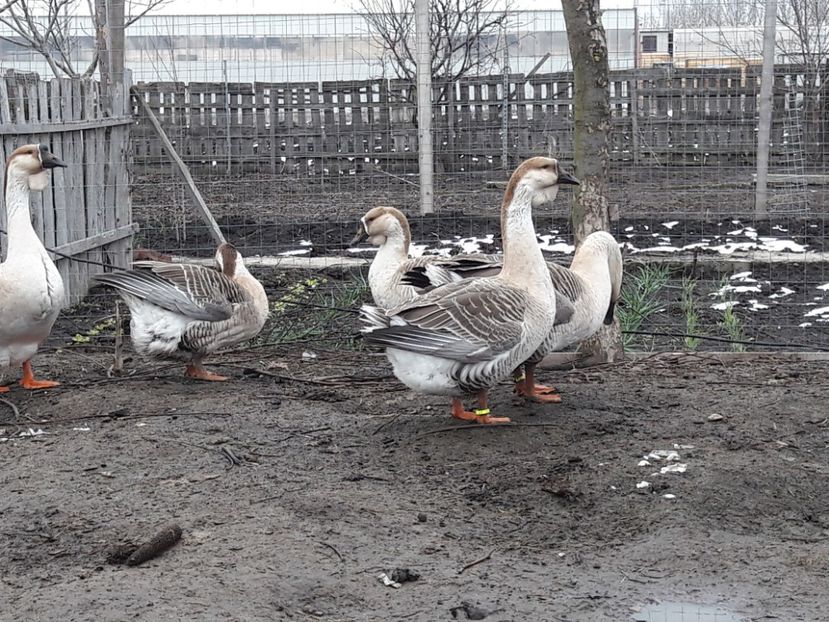  - e Gaste Africane 2018