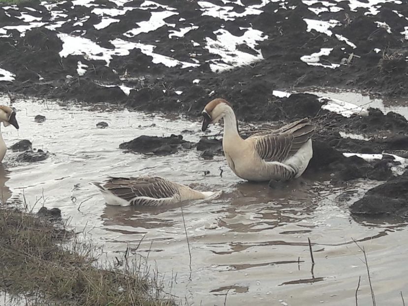  - e Gaste Africane 2018