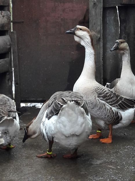  - e Gaste Africane 2018