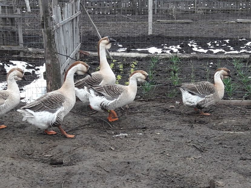  - e Gaste Africane 2018