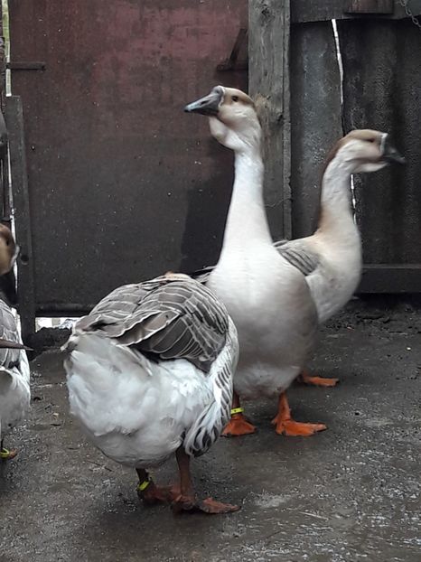  - e Gaste Africane 2018