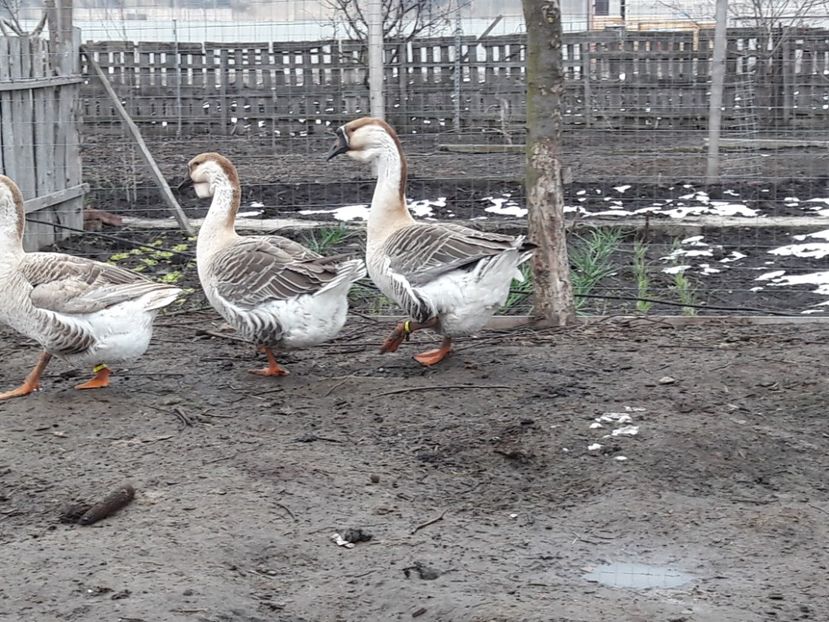  - e Gaste Africane 2018