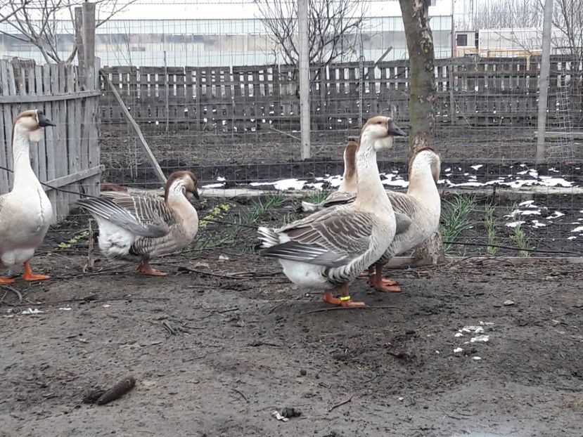  - e Gaste Africane 2018