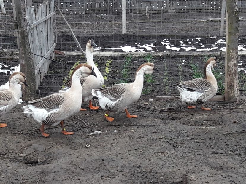  - e Gaste Africane 2018