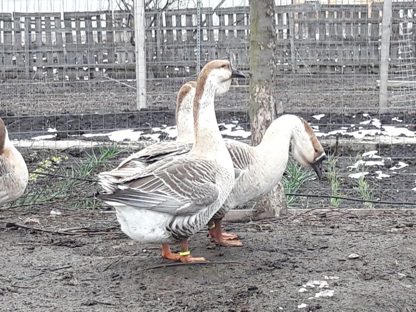  - e Gaste Africane 2018